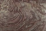 Polished, Neoproterozoic Stromatolite (Conophyton) - Morocco #276140-1